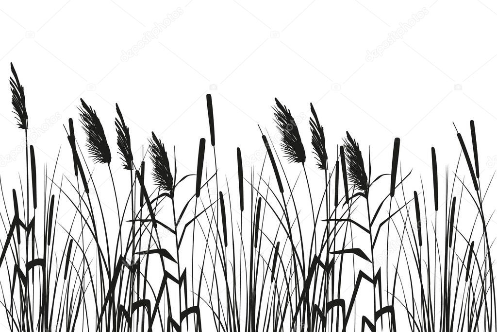 Cane silhouette on white background. Vector hand drawing sketch with reeds.