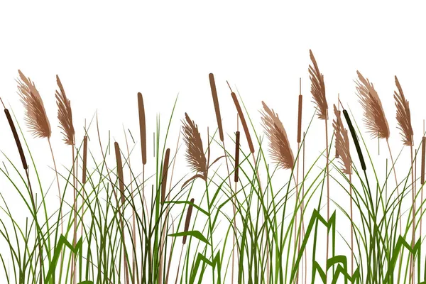Vector Χέρι Σχέδιο Σκίτσο Reeds Cane Σιλουέτα Λευκό Φόντο — Διανυσματικό Αρχείο