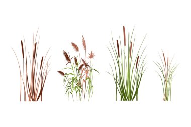 Colored silhouette of reeds, sedge, cane, bulrush, or grass on a white background.Vector illustration. clipart