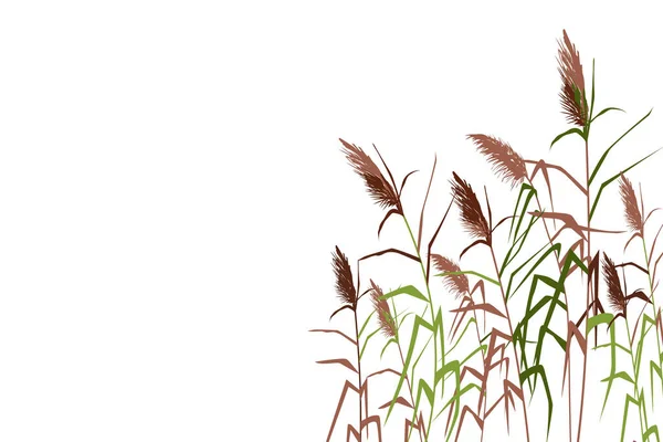 Gekleurd silhouet van riet, zegge, riet, biezen of gras op een witte achtergrond.Vector illustratie. — Stockvector
