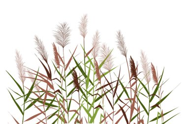 Beyaz arkaplandaki renkli kamış, saz, saz, baston, bulrush ya da çimen silueti. Vektör illüstrasyonu.
