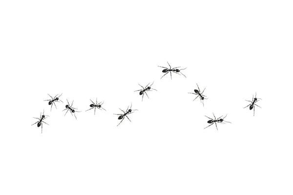 Bir Işçi Karınca Kolonisi Siyah Karıncalar Hedeflerine Giden Yolu Açıyor — Stok Vektör