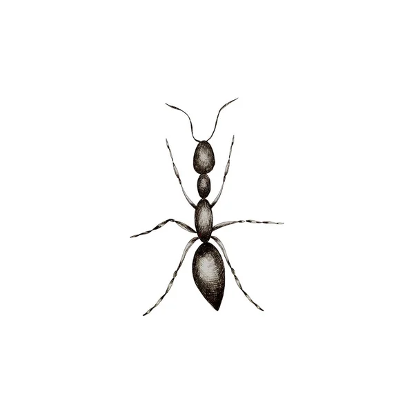 일개미들의 목표에 도달하는 포장하는 개미들을 스케치합니다 — 스톡 벡터