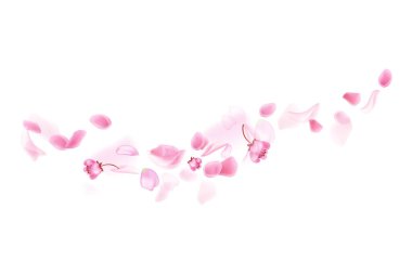 Doğanın yatay arka planı. Pembe sakura yaprakları ve çiçekler..