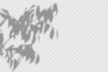 Şeffaf kareli arka planda zeytin yapraklarının ve dallarının gerçekçi gölgesi. Gölgelerin etkisi. Doğal ışık düzeni.