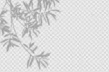 Realistic shadow tropical leaves and olives branches on transparent checkered background.