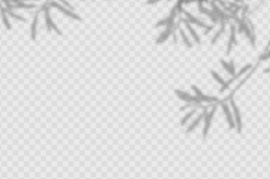 Realistic shadow tropical leaves and olives branches on transparent checkered background.
