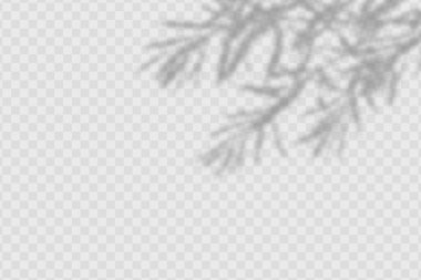 Realistic shadow of olives leaves and branches on transparent checkered background.