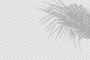 Realistic shadow of olives leaves and branches on transparent checkered background.