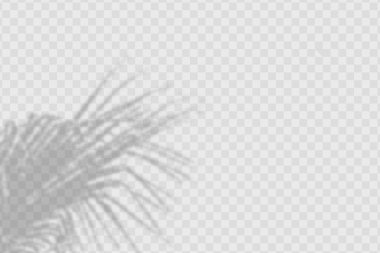 Realistic shadow oftropical leaves and branches on transparent checkered background.