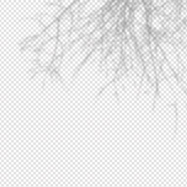 Realistic shadow oftropical leaves and branches on transparent checkered background.