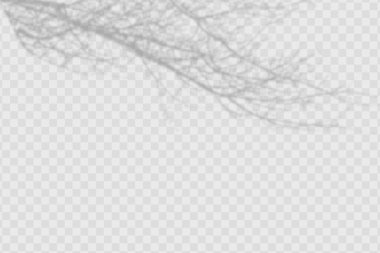 Realistic shadow oftropical leaves and branches on transparent checkered background.