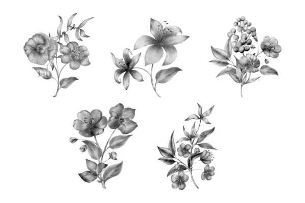 Handgetekende Botanische Schets Met Planten Bloemen Voor Print Kaart Verpakking — Stockvector