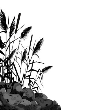Beyaz bir arka planda siyah kamış, saz, taş, baston, bulrush veya çimen silueti. Vektör illüstrasyonu.
