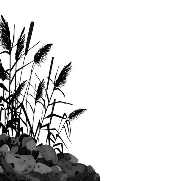 Schwarze Silhouette aus Schilf, Schilf, Steinen, Schilf, Binsen oder Gras auf weißem Hintergrund.. — Stockvektor