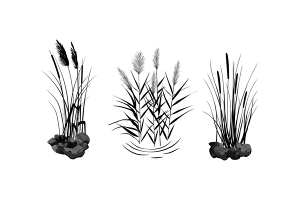 Svart silhuett av vass, sedge, sten, sockerrör, bulrush, eller gräs på en vit bakgrund.Vektor illustration. — Stock vektor