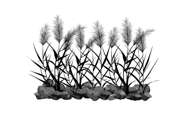 Silhouette nera di canne, carice, pietra, canna, giunco o erba su sfondo bianco.Illustrazione vettoriale. — Vettoriale Stock