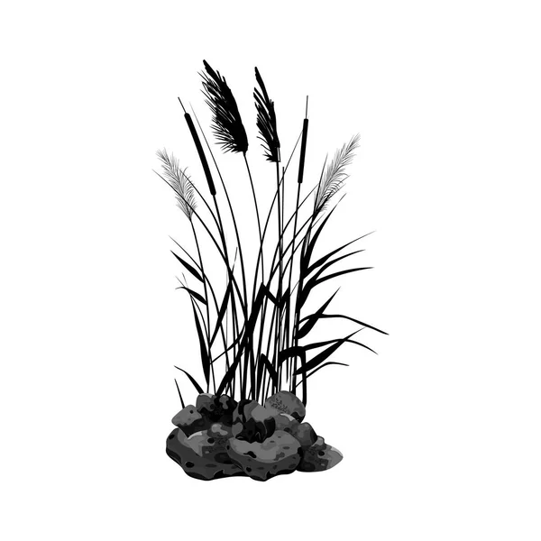 葦、種子、石、杖、ブラッシュ、または白い背景の草の黒いシルエット。. — ストックベクタ