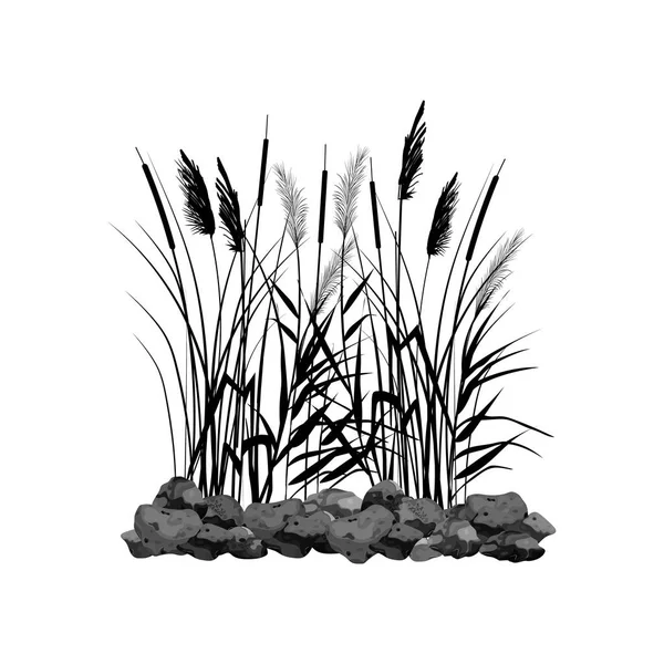 Silhouette noire de roseaux, carex, pierre, canne, scirpe ou herbe sur fond blanc Illustration vectorielle. — Image vectorielle