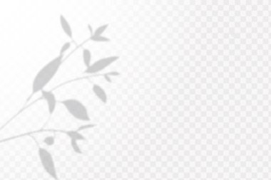 . Gölgelerin etkisi. Doğal ışık düzeni. Şeffaf kareli arka planda gerçekçi tropik yapraklar ve dallar.