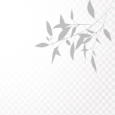 . Gölgelerin etkisi. Doğal ışık düzeni. Şeffaf kareli arka planda gerçekçi tropik yapraklar ve dallar.