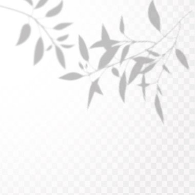 . Gölgelerin etkisi. Doğal ışık düzeni. Şeffaf kareli arka planda gerçekçi tropik yapraklar ve dallar.