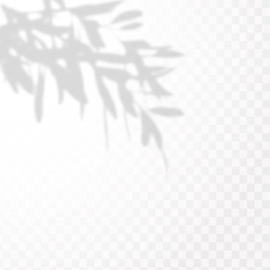 Gölgelerin etkisi. Doğal ışık düzeni. Şeffaf kareli arka planda tropikal yaprakların gerçekçi gölgesi veya dalları.