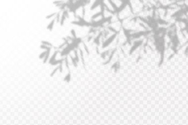 Gölgelerin etkisi. Doğal ışık düzeni. Şeffaf kareli arka planda gerçekçi tropik yapraklar ve dallar..