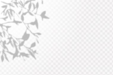 Gölgelerin etkisi. Doğal ışık düzeni. Şeffaf kareli arka planda gerçekçi tropik yapraklar ve dallar..