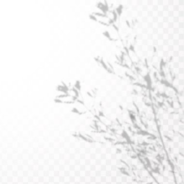 Gölgelerin etkisi. Şeffaf kareli arkaplanda tropikal yaprakların ya da dalların doğal ışık düzeni.