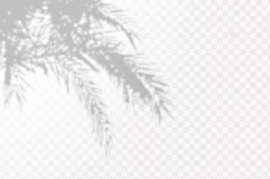 Gölgelerin etkisi. Şeffaf kareli arkaplanda tropikal yaprakların ya da dalların doğal ışık düzeni.