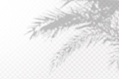 Gölgelerin etkisi. Şeffaf kareli arkaplanda tropikal yaprakların ya da dalların doğal ışık düzeni.