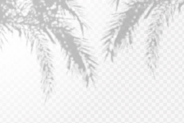 覆盖阴影的效果 热带树叶或分枝在透明而交错的背景上的真实感阴影 — 图库矢量图片