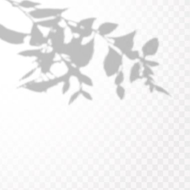 Gölgelerin etkisi. Doğal ışık düzeni. Şeffaf kareli arka planda tropikal yaprakların gerçekçi gölgesi veya dalları.