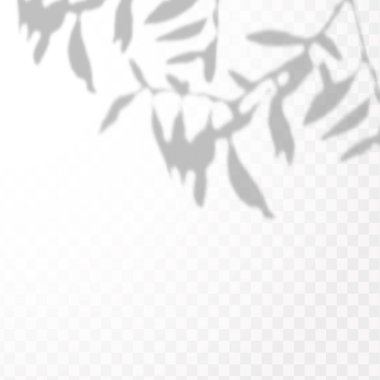 Gölgelerin etkisi. Doğal ışık düzeni. Şeffaf kareli arka planda tropikal yaprakların gerçekçi gölgesi veya dalları.