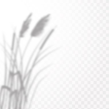 Gölgelerin etkisi. Doğal ışık düzeni. Şeffaf kareli arka planda gerçekçi tropik yapraklar ve dallar..