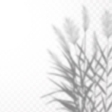 Gölgelerin etkisi. Doğal ışık düzeni. Şeffaf kareli arka planda gerçekçi tropik yapraklar ve dallar..