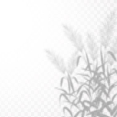 Gölgelerin etkisi. Doğal ışık düzeni. Şeffaf kareli arka planda gerçekçi tropik yapraklar ve dallar..