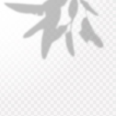 Gölgelerin etkisi. Doğal ışık düzeni. Şeffaf kareli arka planda gerçekçi tropik yapraklar ve dallar..