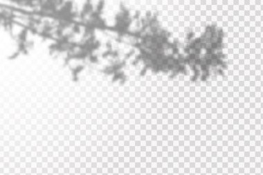 Gölgelerin etkisi. Doğal ışık düzeni. Şeffaf kareli arka planda gerçekçi tropik yapraklar ve dallar..