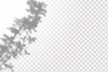 Sosyal medya geçmişleri, ürün sunumları, fotoğraf çekimleri için şablon efekti. Gölge biçimi pencere ve bitkiler, ışık örtüsü etkisi. Doğal ışıklandırma sahneleri.