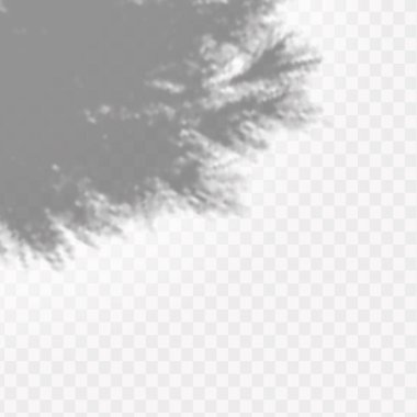 Sosyal medya geçmişleri, ürün sunumları, fotoğraf çekimleri için şablon efekti. Gölge biçimi pencere ve bitkiler, ışık örtüsü etkisi. Doğal ışıklandırma sahneleri.