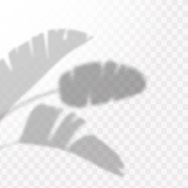 Gölgelerin etkisi. Doğal ışık düzeni. Şeffaf kareli arka planda tropikal yaprakların gerçekçi gölgesi veya dalları