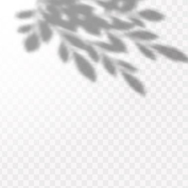 Gölgelerin etkisi. Doğal ışık düzeni. Şeffaf kareli arka planda tropikal yaprakların gerçekçi gölgesi veya dalları