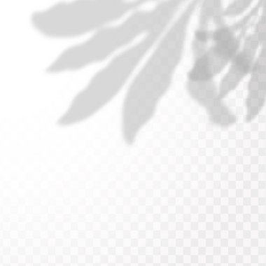 Gölgelerin etkisi. Doğal ışık düzeni. Şeffaf kareli arka planda tropikal yaprakların gerçekçi gölgesi veya dalları