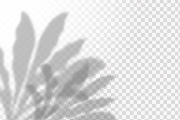 Ефект Накладання Тіней Натуральне Планування Світла Реалістична Тінь Тропічних Листя — стоковий вектор