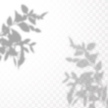 Doğal ışık sahneleri. Gölgeler pencere ve bitkileri oluşturur, ışık örtüsü etkisi. Sosyal medya geçmişleri, ürün sunumları, fotoğraf çekimleri için şablon efekti.