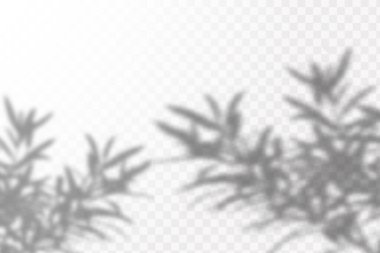 Doğal ışık sahneleri. Gölgeler pencere ve bitkileri oluşturur, ışık örtüsü etkisi. Sosyal medya geçmişleri, ürün sunumları, fotoğraf çekimleri için şablon efekti.