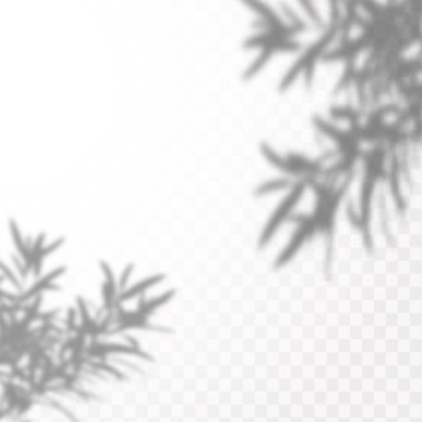 Doğal ışık sahneleri. Gölgeler pencere ve bitkileri oluşturur, ışık örtüsü etkisi. Sosyal medya geçmişleri, ürün sunumları, fotoğraf çekimleri için şablon efekti.