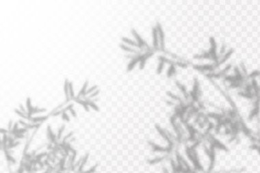 Doğal ışık sahneleri. Gölgeler pencere ve bitkileri oluşturur, ışık örtüsü etkisi. Sosyal medya geçmişleri, ürün sunumları, fotoğraf çekimleri için şablon efekti.